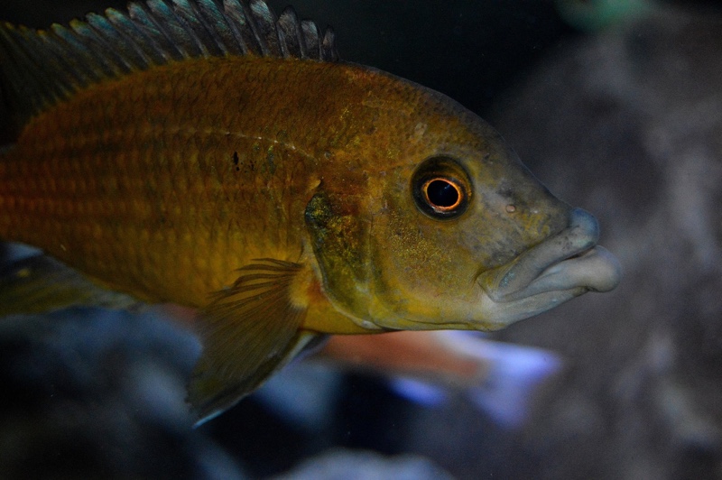 Abactochromis labrosus
